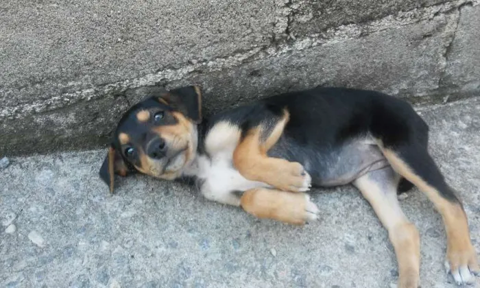 Cachorro ra a vira lata idade Abaixo de 2 meses nome filhotes