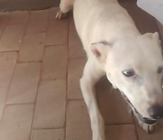 Cachorro ra a Vira Lata idade  nome Nigga
