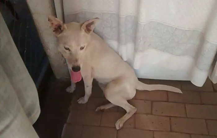 Cachorro ra a Vira Lata idade  nome Nigga