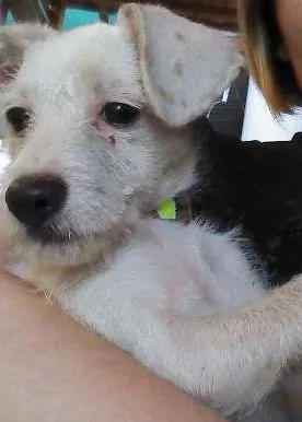 Cachorro raça  idade Abaixo de 2 meses nome Sem Nome