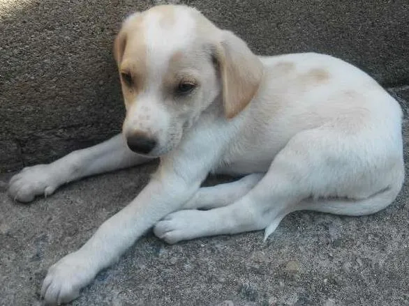 Cachorro ra a vira lata idade Abaixo de 2 meses nome filhotes