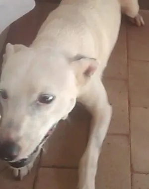 Cachorro raça Vira Lata idade  nome Nigga
