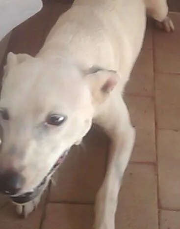Cachorro ra a Vira Lata idade  nome Nigga