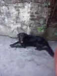 Rabisco