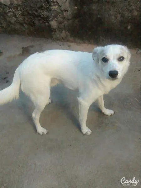 Cachorro ra a Vira lata  idade 1 ano nome Duck