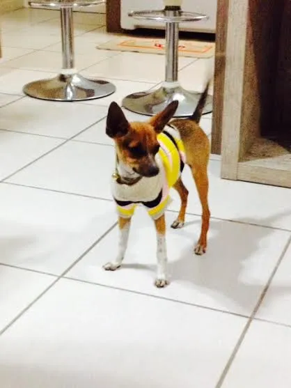 Cachorro raça Fox Terrier idade 7 a 11 meses nome Mel
