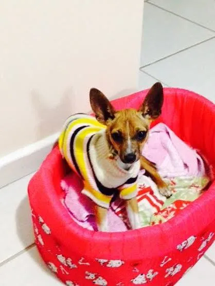 Cachorro raça Fox Terrier idade 7 a 11 meses nome Mel