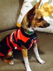 Cachorro raça Fox Terrier idade 7 a 11 meses nome Mel