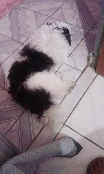 Cachorro ra a Shih Tzu idade 1 ano nome Jake