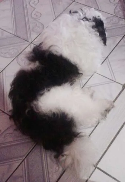 Cachorro ra a Shih Tzu idade 1 ano nome Jake
