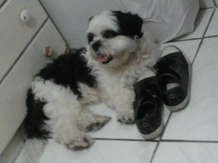 Cachorro ra a Shih Tzu idade 1 ano nome Jake