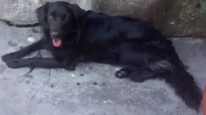 Cachorro raça  idade 7 a 11 meses nome Rabisco