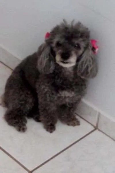 Cachorro ra a Poodle idade 6 ou mais anos nome bebella GRATIFICA