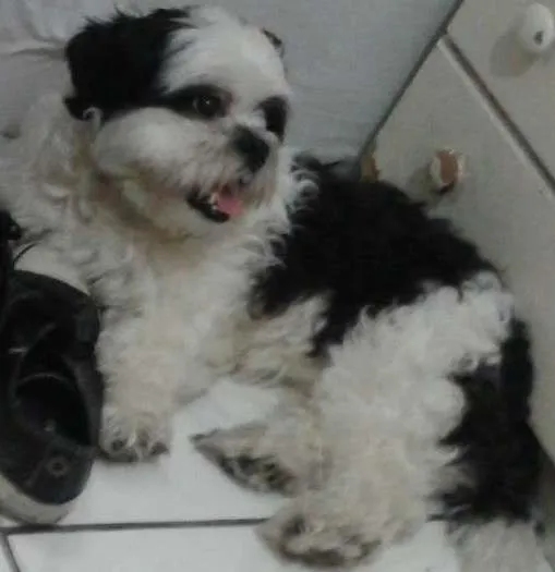 Cachorro ra a Shih Tzu idade 1 ano nome Jake