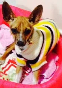 Cachorro raça Fox Terrier idade 7 a 11 meses nome Mel