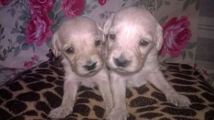 Cachorro ra a mix de golden idade Abaixo de 2 meses nome bebes mix golden