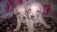 bebes mix golden