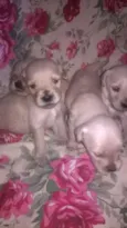 bebes mix golden