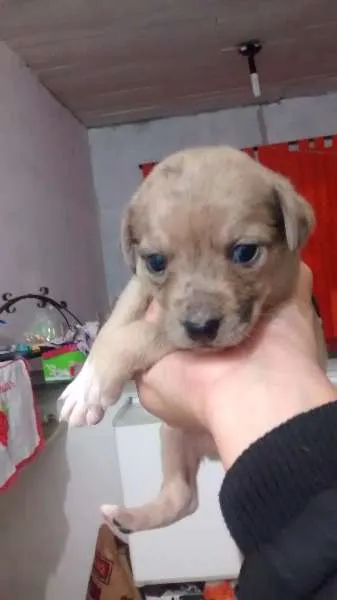 Cachorro ra a Vira lata idade  nome Mel e seus filhotes