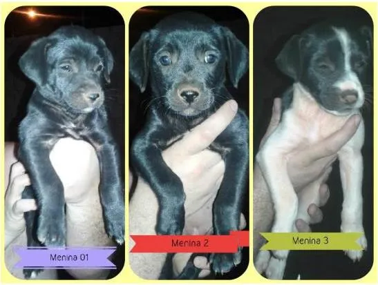 Cachorro ra a Vira lata idade Abaixo de 2 meses nome Peludas