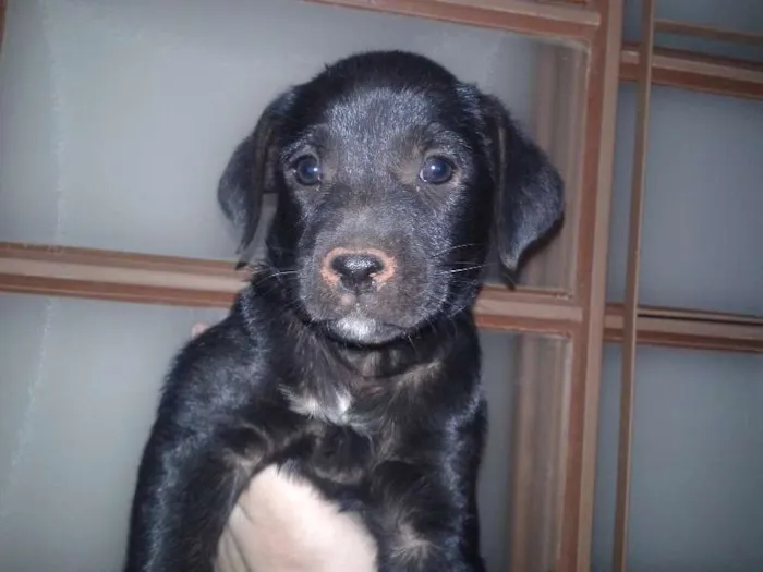 Cachorro ra a Vira lata idade Abaixo de 2 meses nome Peludas