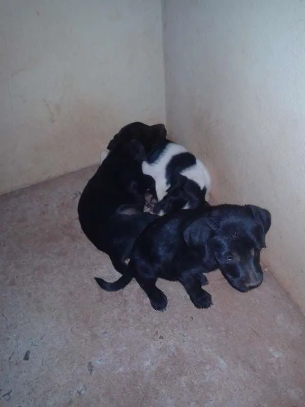 Cachorro ra a Vira lata idade Abaixo de 2 meses nome Peludas