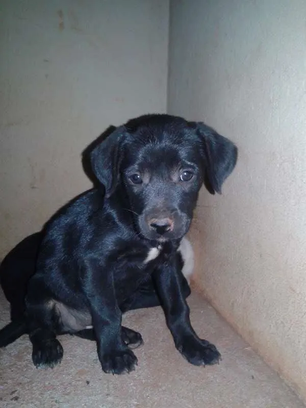 Cachorro ra a Vira lata idade Abaixo de 2 meses nome Peludas