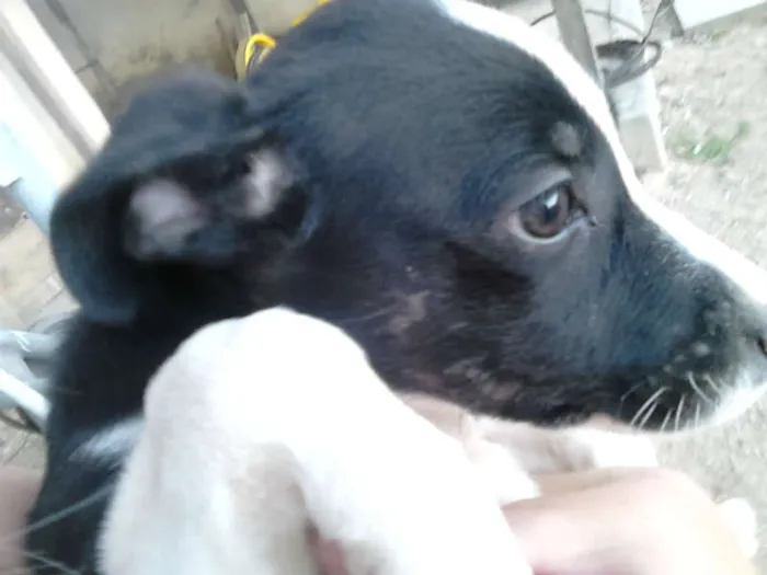 Cachorro ra a SRD idade Abaixo de 2 meses nome Não tem