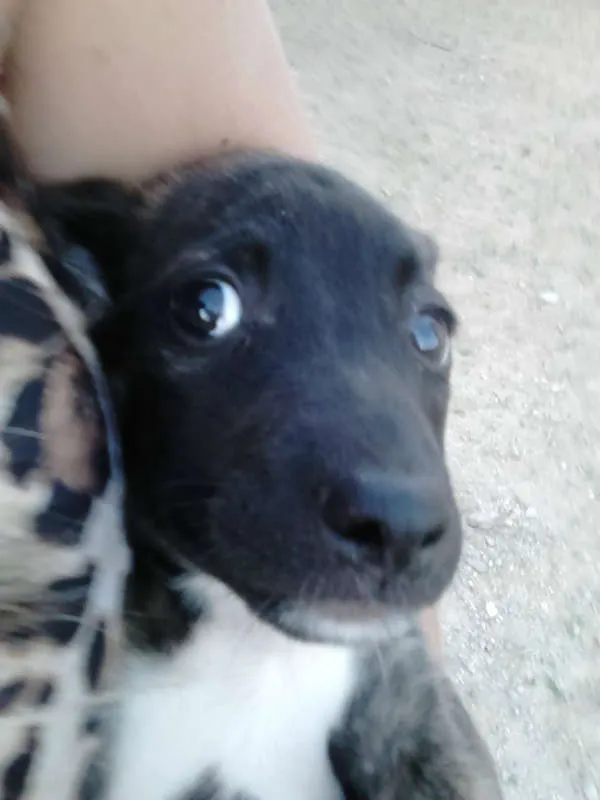 Cachorro ra a SRD idade Abaixo de 2 meses nome Não tem