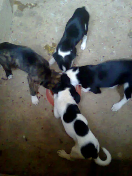 Cachorro ra a SRD idade Abaixo de 2 meses nome Não tem