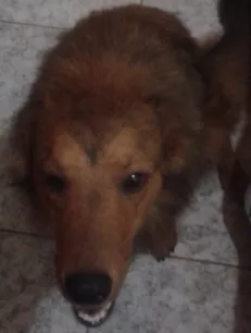 Cachorro ra a Vira lata com collie idade 7 a 11 meses nome Clark