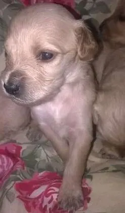 Cachorro raça mix de golden idade Abaixo de 2 meses nome bebes mix golden