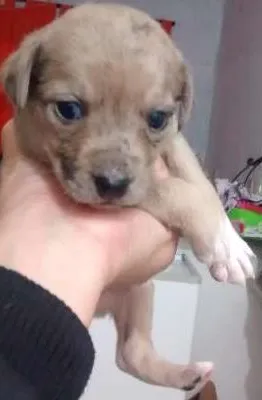 Cachorro ra a Vira lata idade  nome Mel e seus filhotes