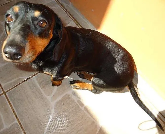 Cachorro ra a SRD idade 6 ou mais anos nome Sandy e Neguinha