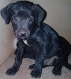Cachorro raça Vira lata idade Abaixo de 2 meses nome Peludas