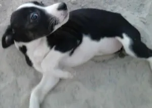 Cachorro raça SRD idade Abaixo de 2 meses nome Não tem