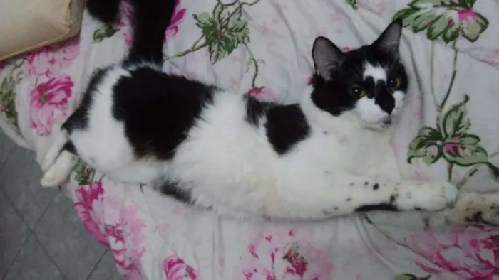Gato ra a Sem Raça Definida  idade 7 a 11 meses nome Deolinda