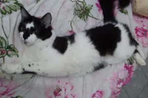 Gato raça Sem Raça Definida  idade 7 a 11 meses nome Deolinda