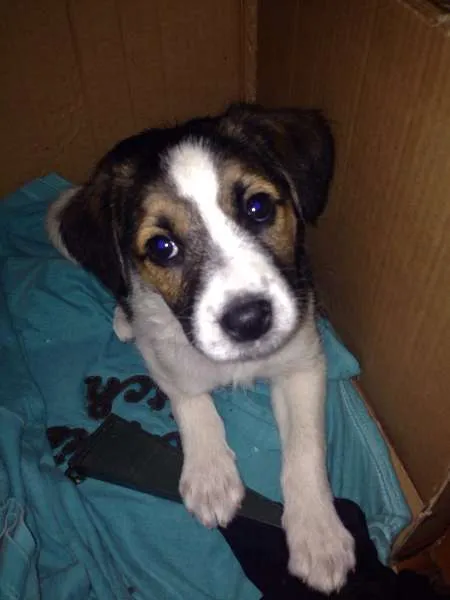 Cachorro ra a Vira lata idade Abaixo de 2 meses nome Sem nome
