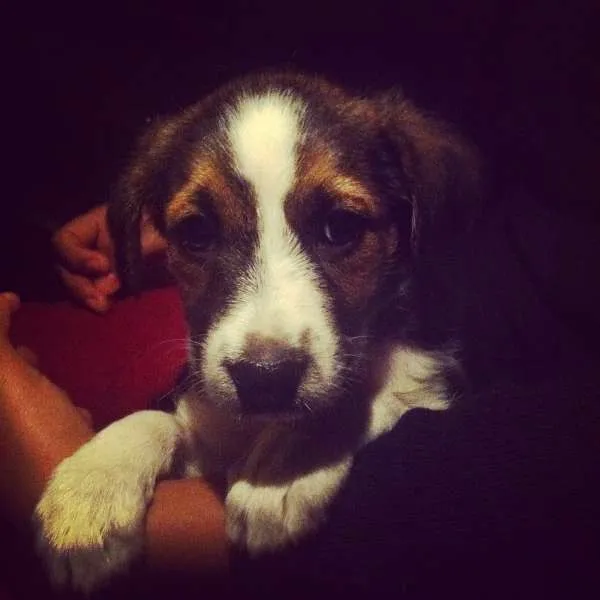 Cachorro ra a Vira lata idade Abaixo de 2 meses nome Sem nome