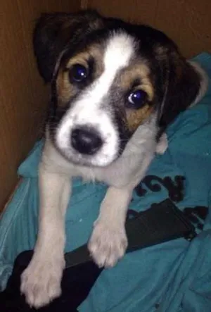 Cachorro raça Vira lata idade Abaixo de 2 meses nome Sem nome