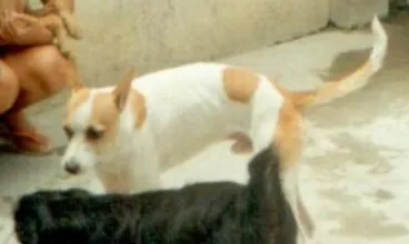 Cachorro ra a vira lata idade 6 ou mais anos nome branquinho GRATIFICA