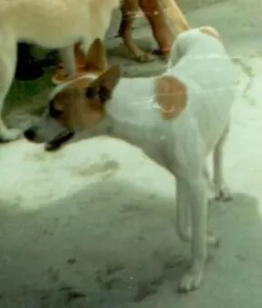 Cachorro ra a vira lata idade 6 ou mais anos nome branquinho GRATIFICA