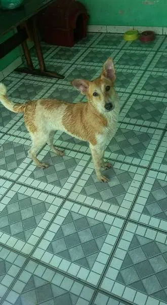 Cachorro ra a SRD idade 7 a 11 meses nome Meg