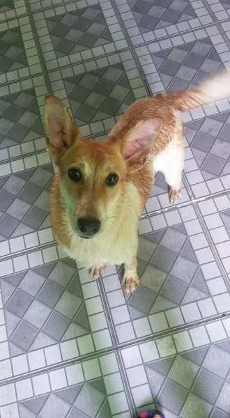 Cachorro ra a SRD idade 7 a 11 meses nome Meg