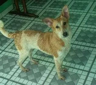 Cachorro ra a SRD idade 7 a 11 meses nome Meg
