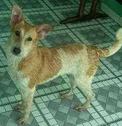 Cachorro ra a SRD idade 7 a 11 meses nome Meg