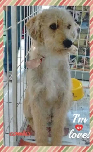 Cachorro raça SRD idade 1 ano nome Camilo
