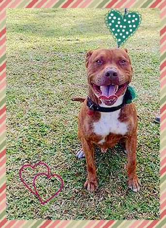 Cachorro ra a Pit-Bull idade 2 anos nome Pit