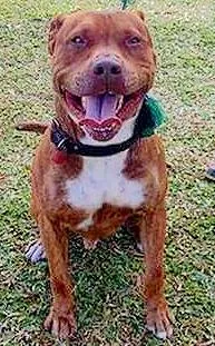 Cachorro raça Pit-Bull idade 2 anos nome Pit